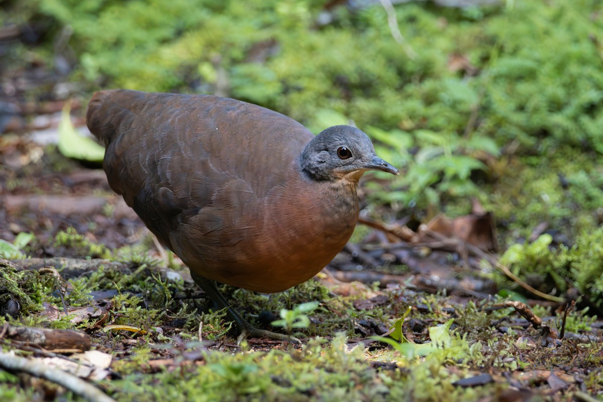 Little Tinamou - ML638114209