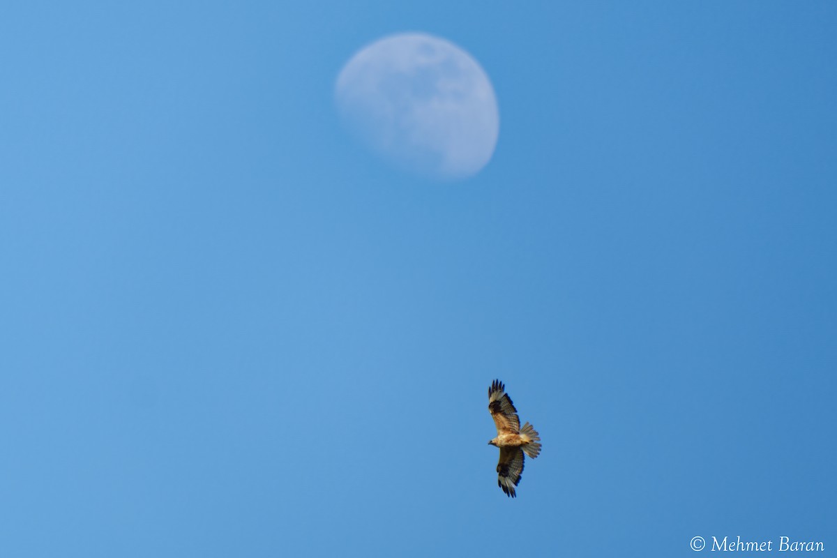 Long-legged Buzzard - ML638114214