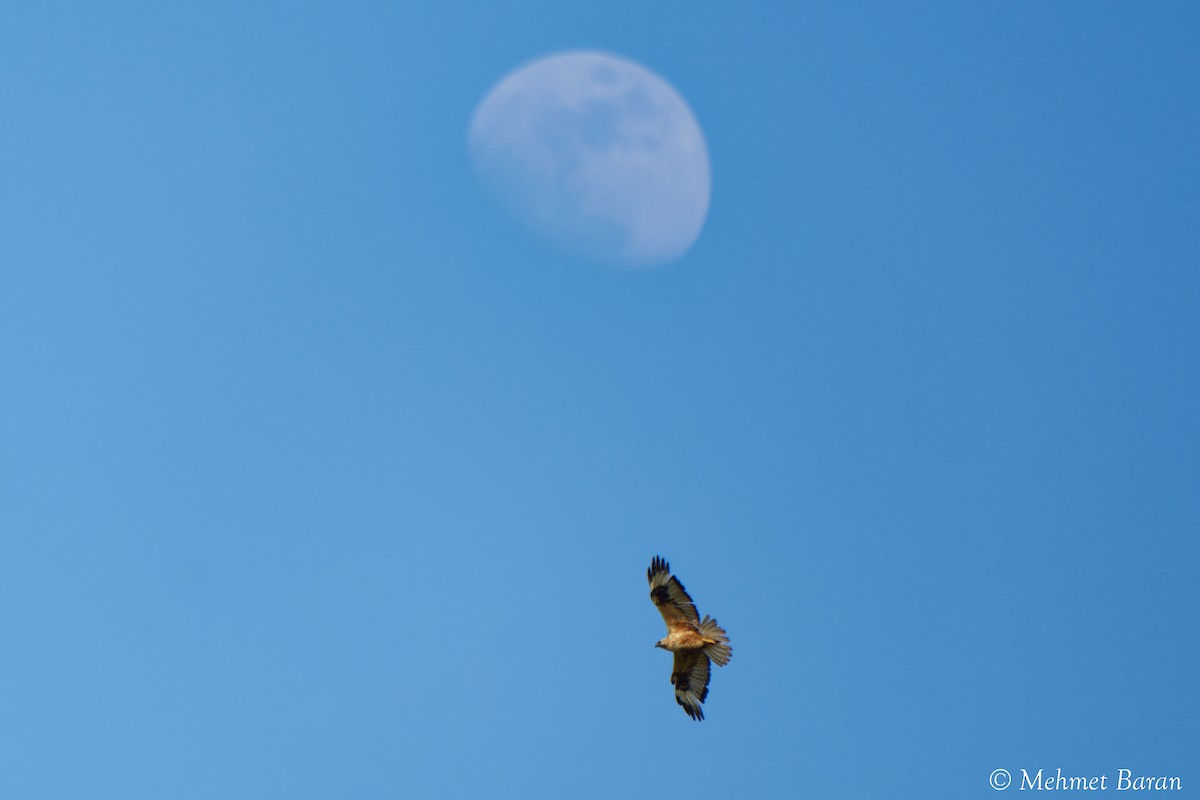 Long-legged Buzzard - ML638114215