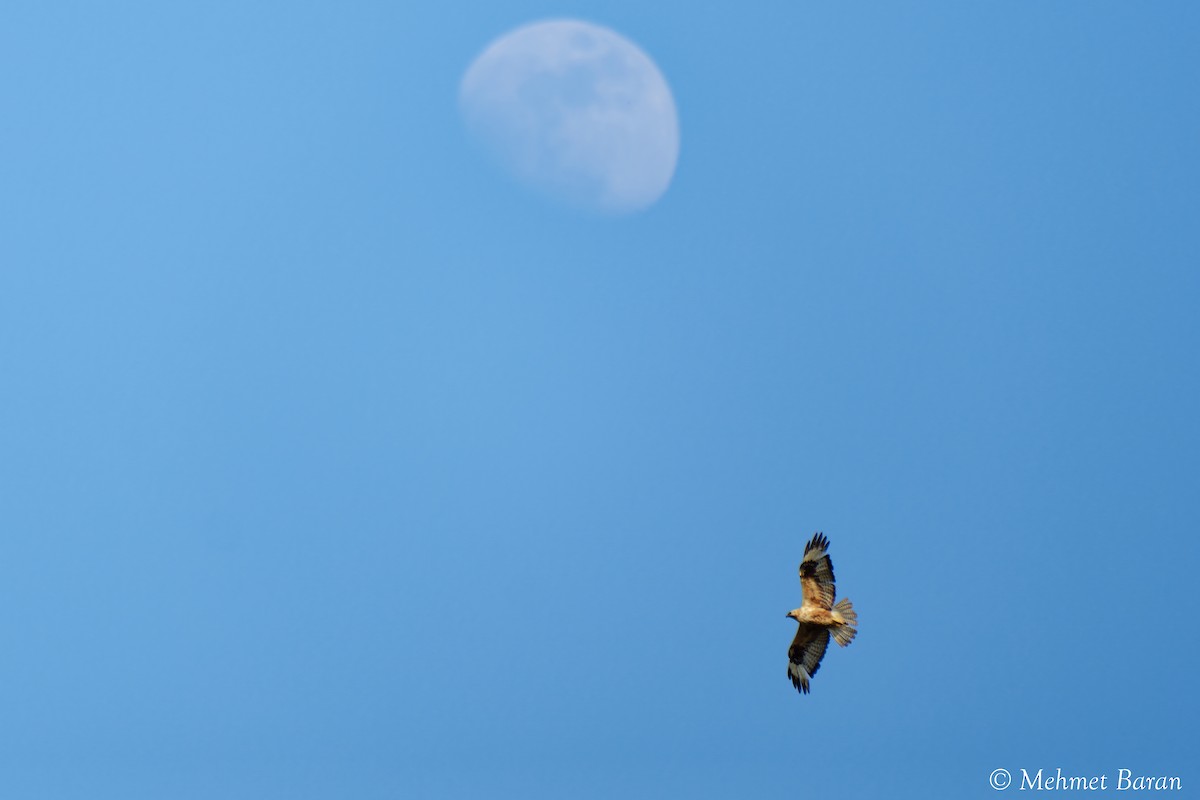 Long-legged Buzzard - ML638114216