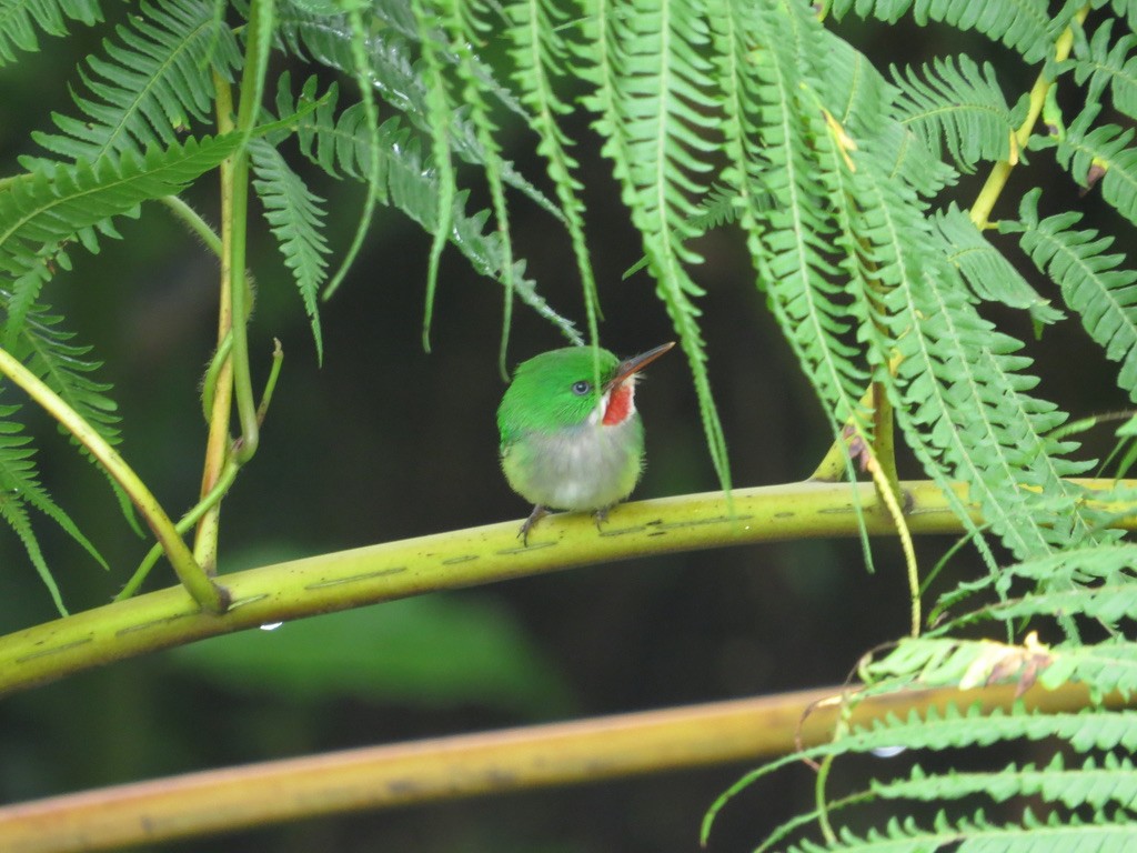Puerto Rican Tody - ML638114225