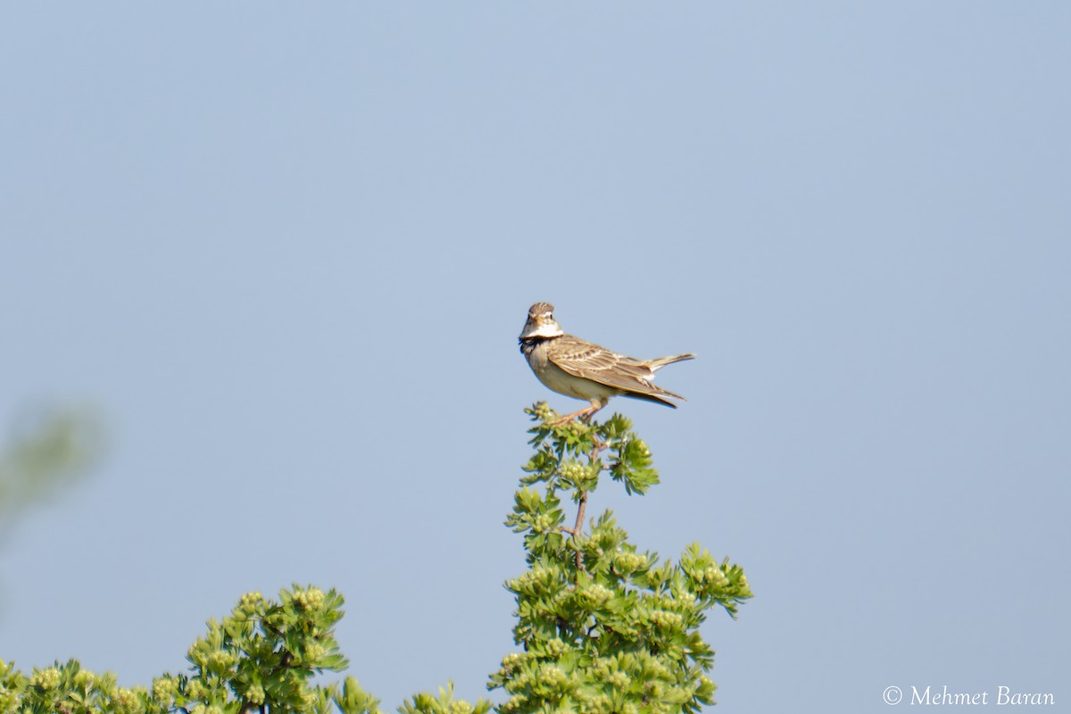 Calandra Lark - ML638114237