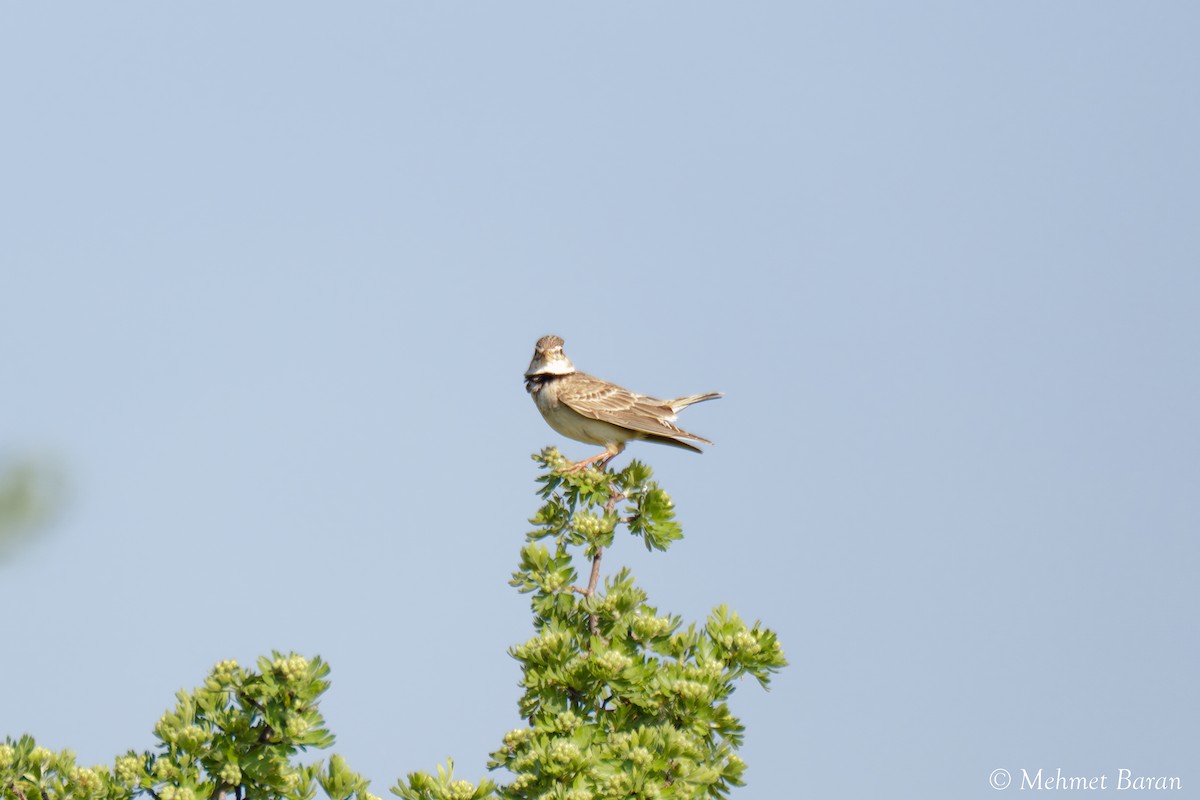 Calandra Lark - ML638114238