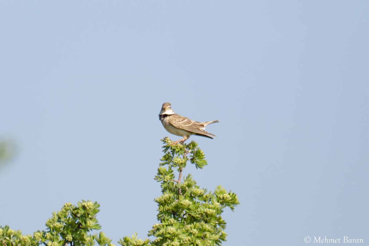 Calandra Lark - ML638114239