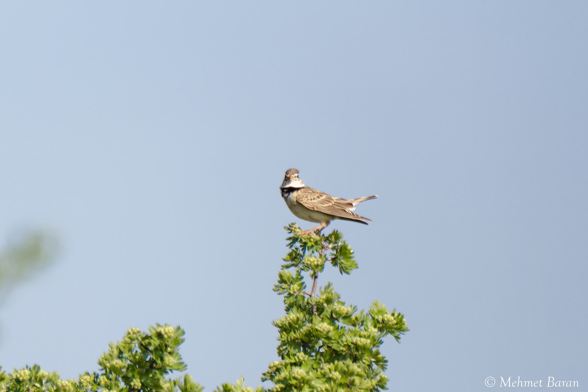 Calandra Lark - ML638114241