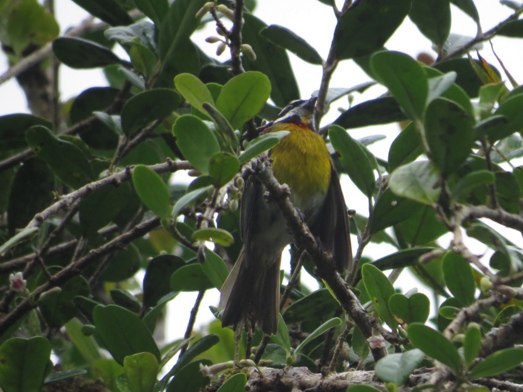 Puerto Rican Spindalis - ML638114247