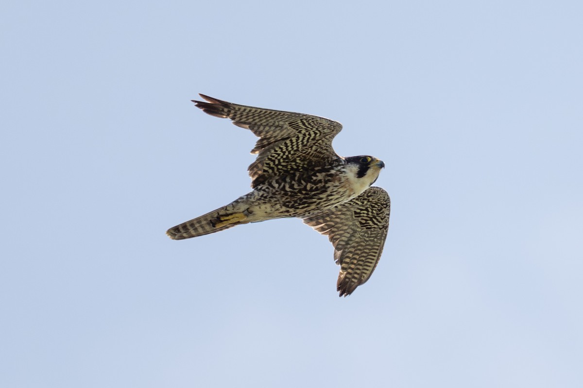 Peregrine Falcon - ML638114255