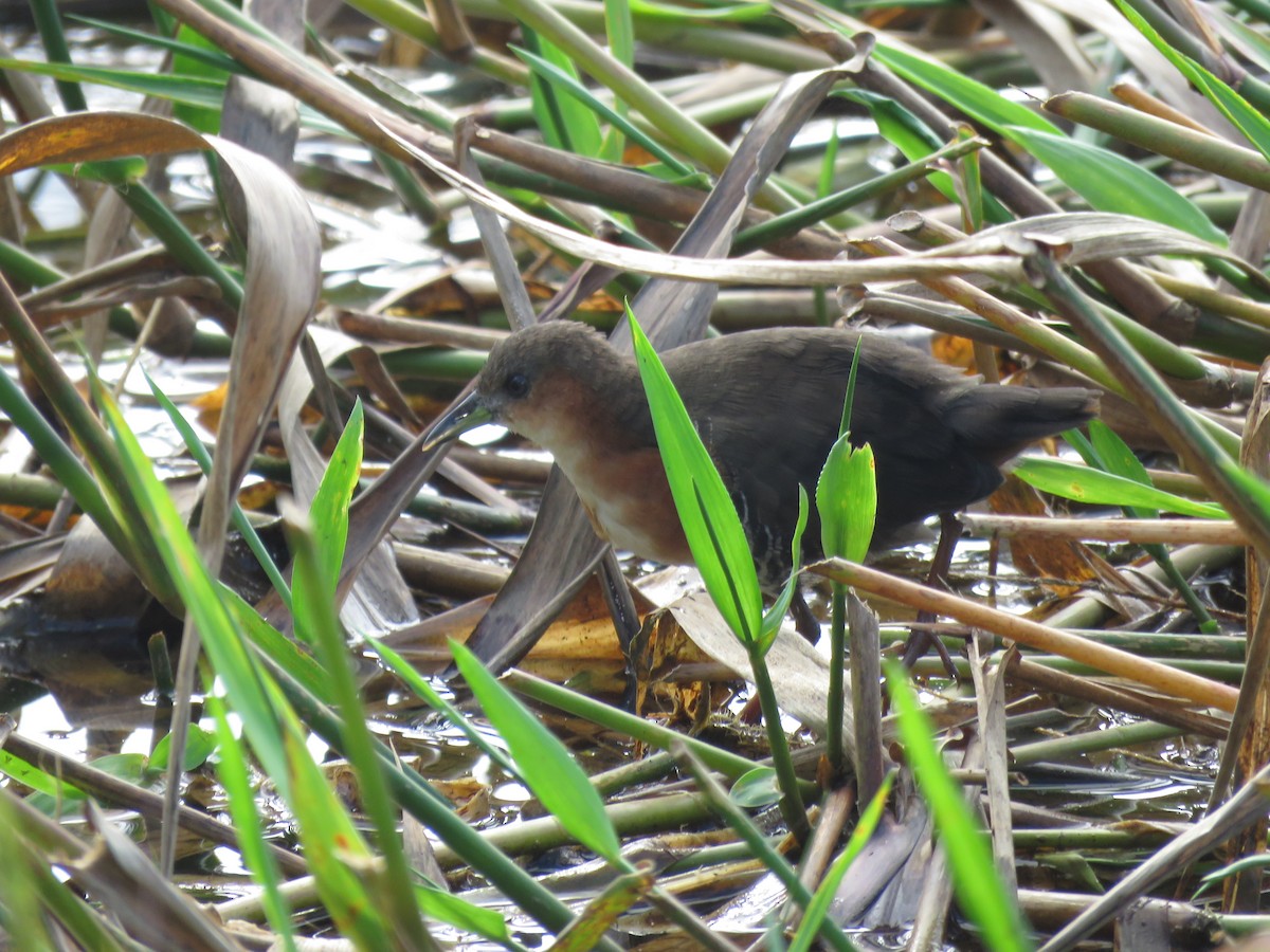Rufous-sided Crake - ML638114260