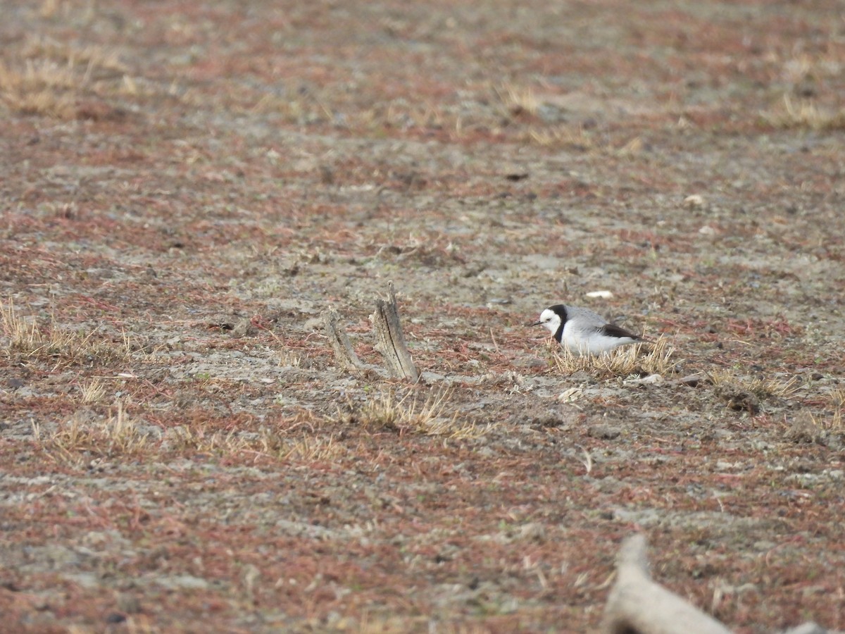 White-fronted Chat - ML638114300