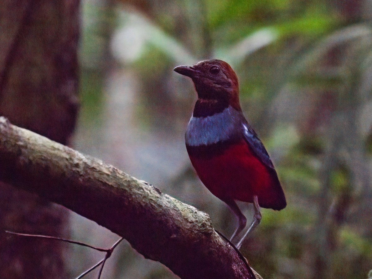 Papuan Pitta - ML638114301