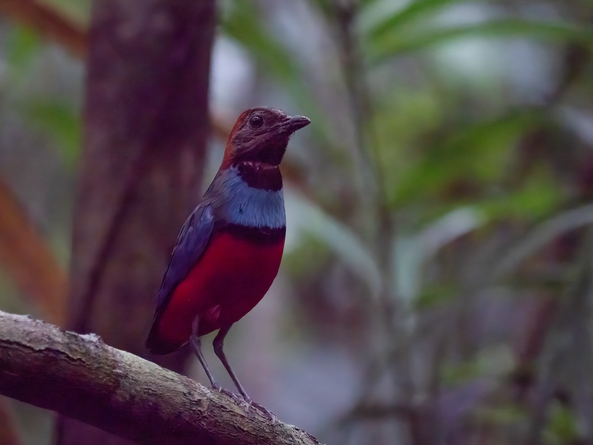 Papuan Pitta - ML638114302