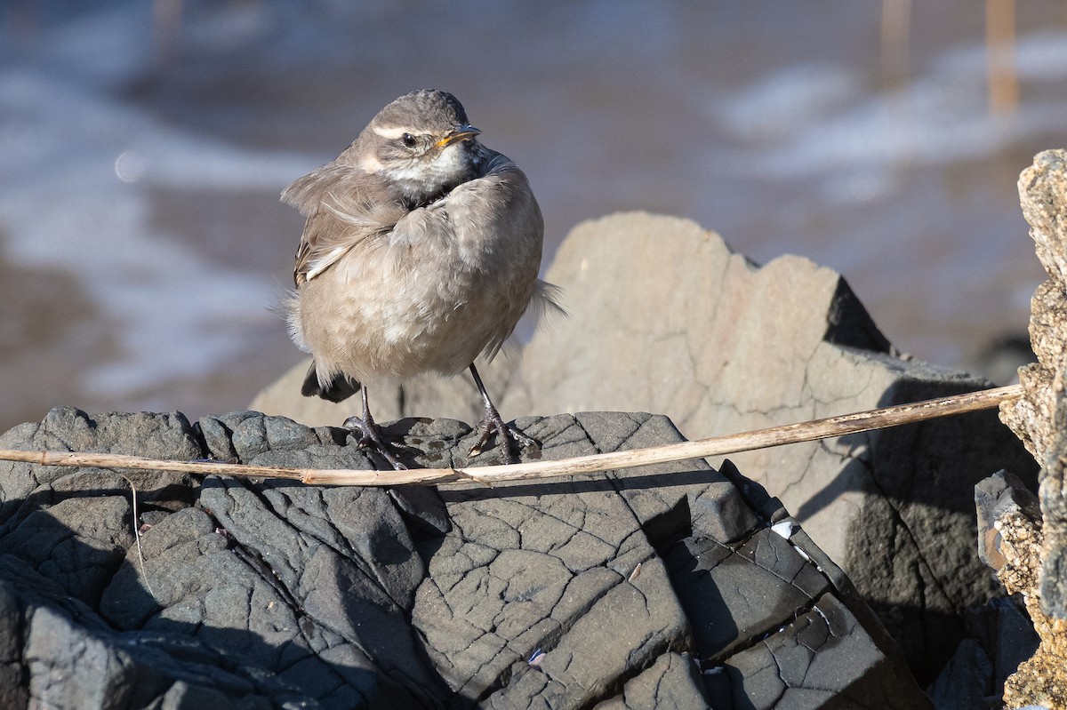 Buff-winged Cinclodes - ML638114327