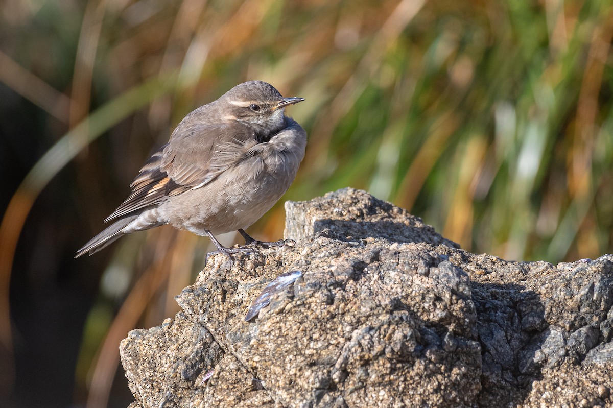 Buff-winged Cinclodes - ML638114328