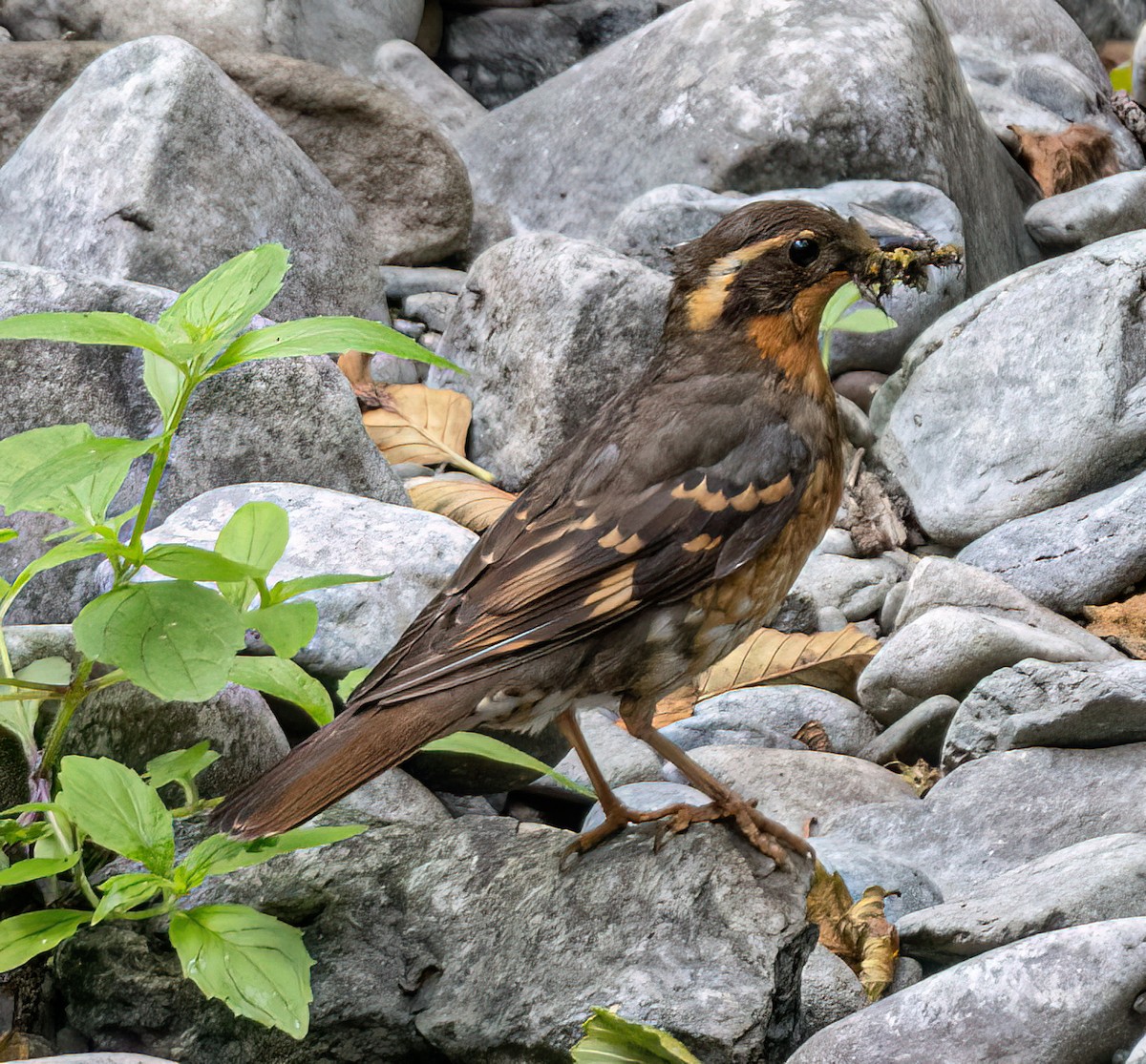 drozd pruhokřídlý - ML638114342