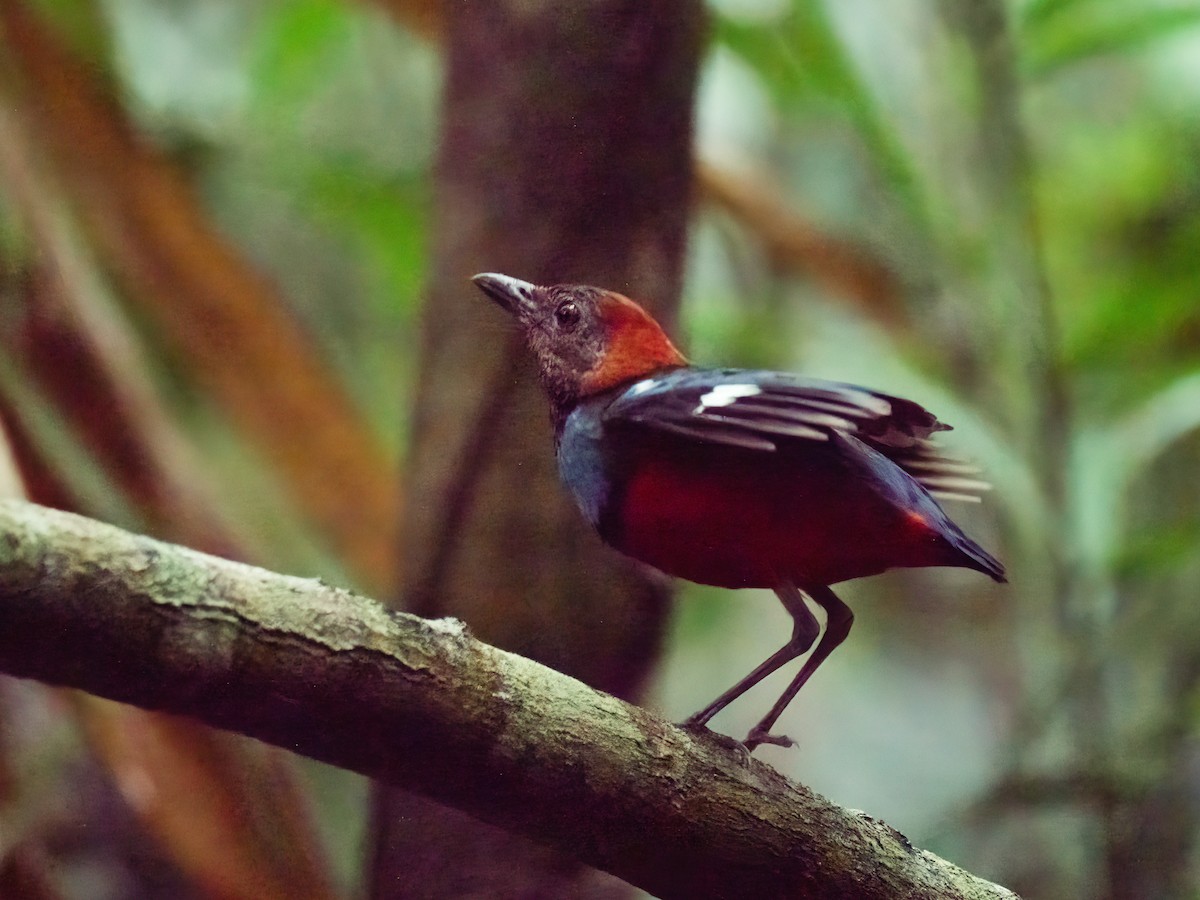 Papuan Pitta - ML638114361