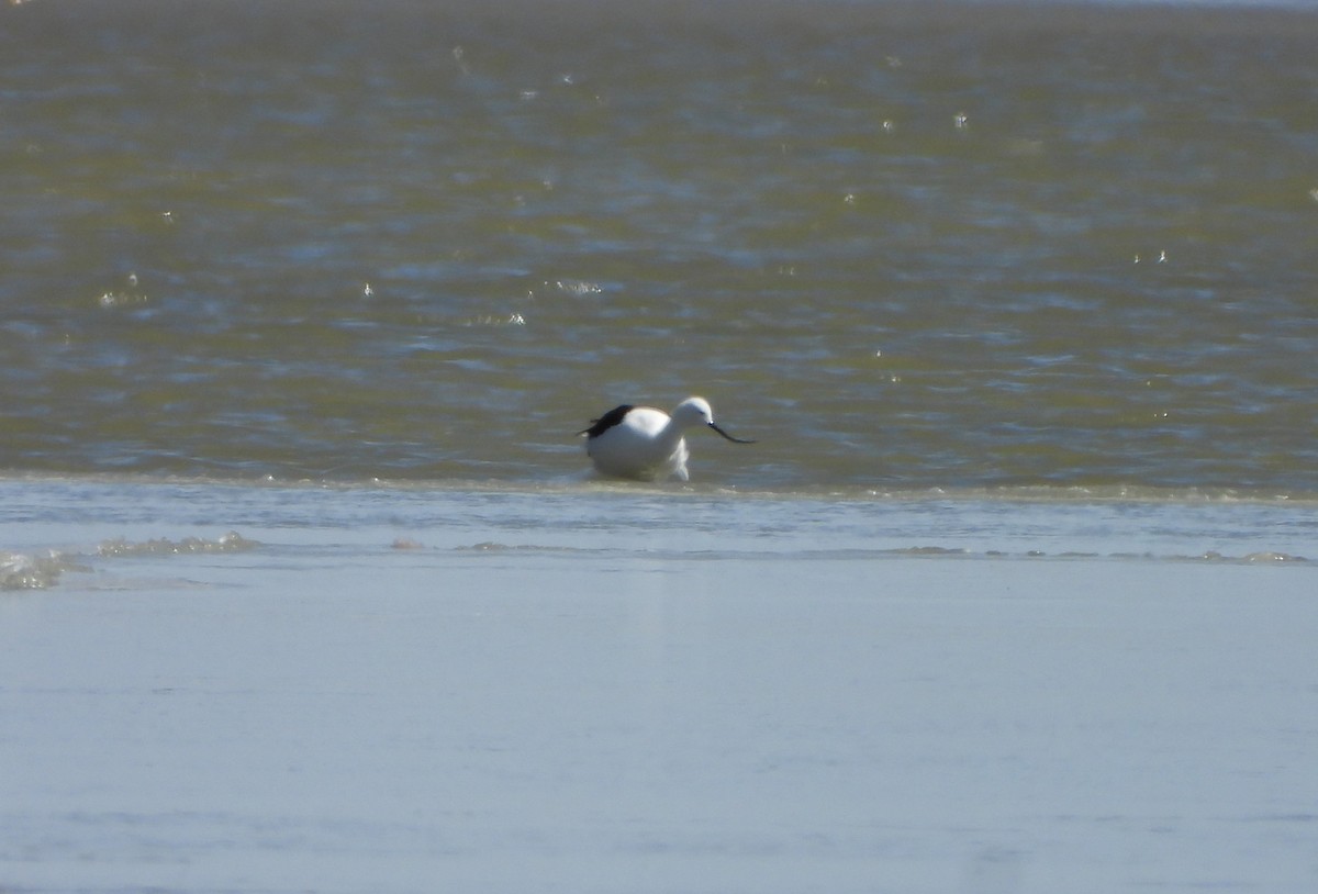 Andean Avocet - ML638114371