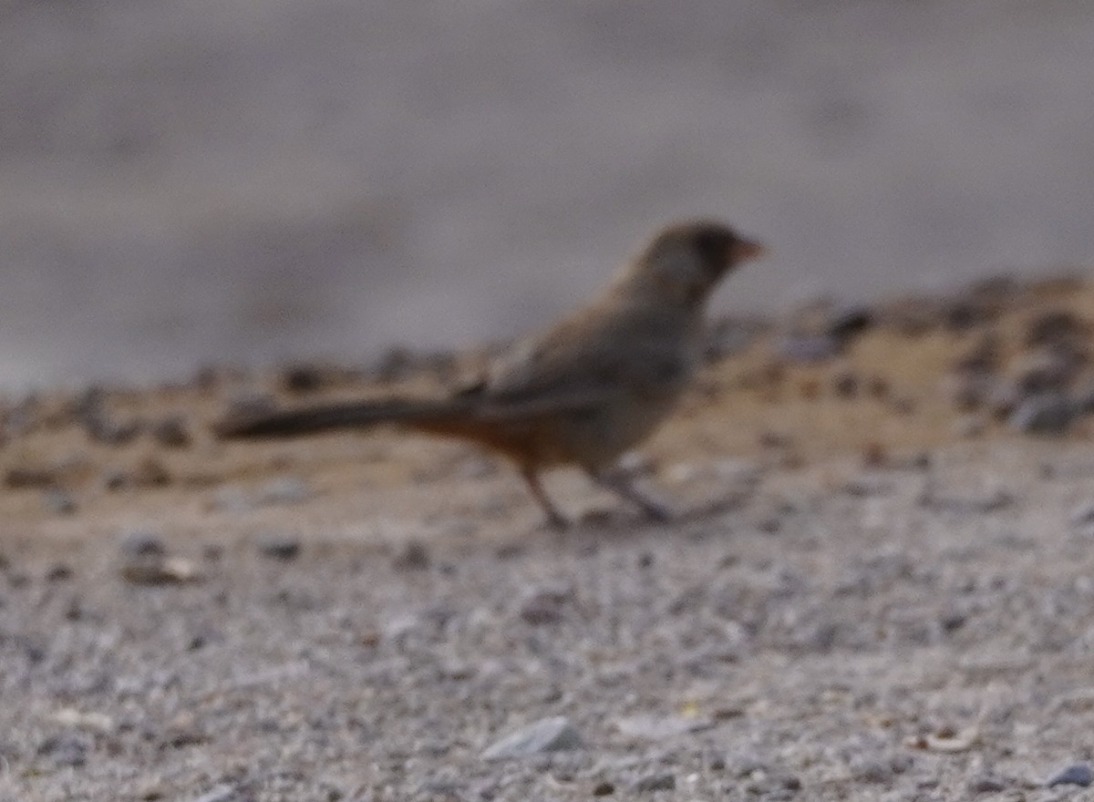 Abert's Towhee - ML638114374