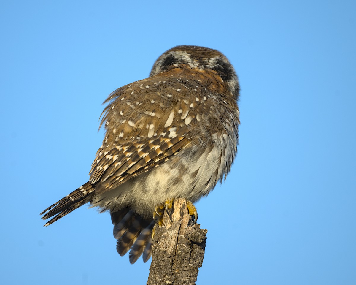 Pearl-spotted Owlet - ML638114380