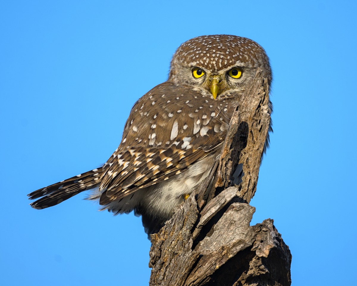 Pearl-spotted Owlet - ML638114381