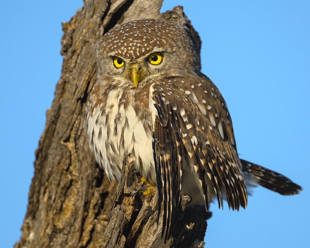 Pearl-spotted Owlet - ML638114382