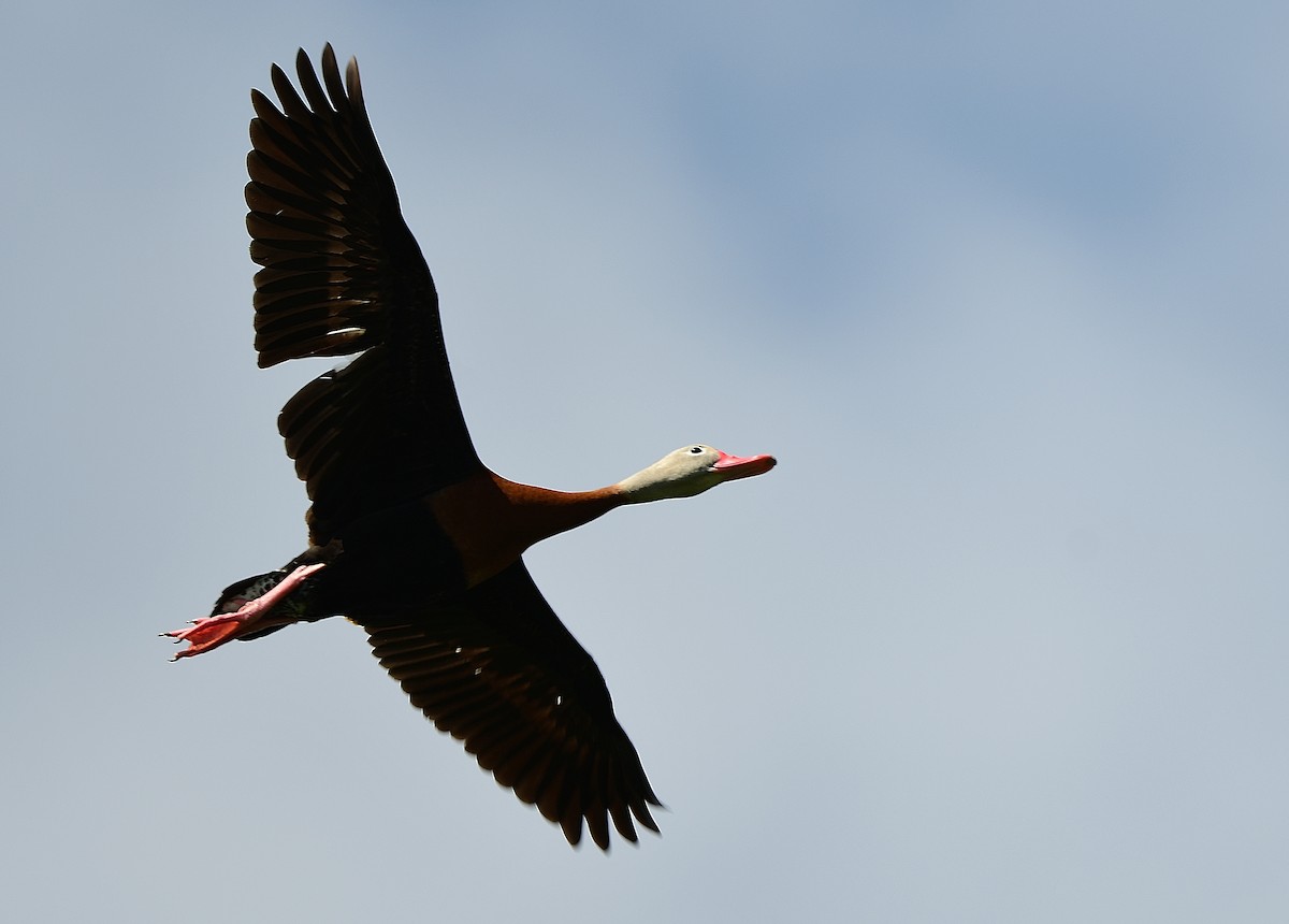 Dendrocygne à ventre noir - ML638114415