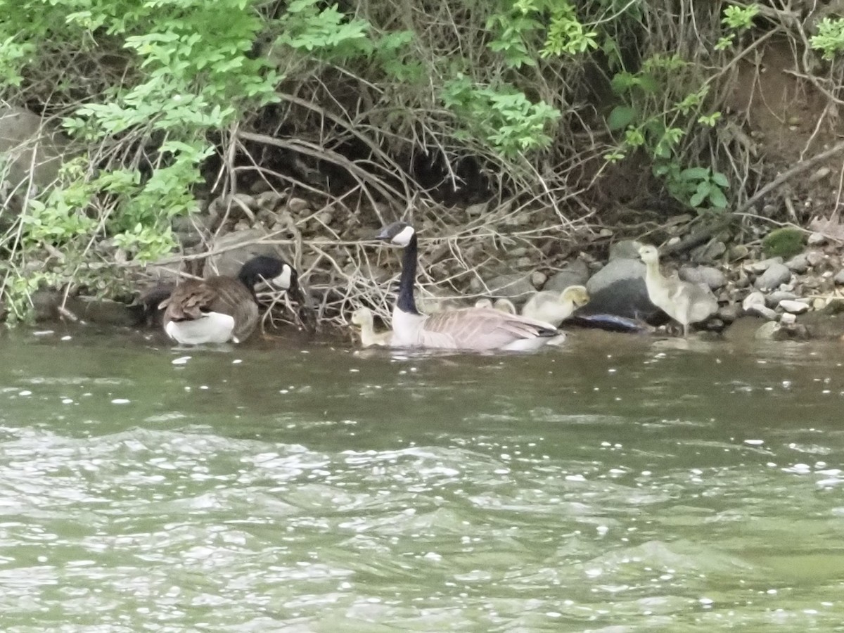 Canada Goose - ML638114448