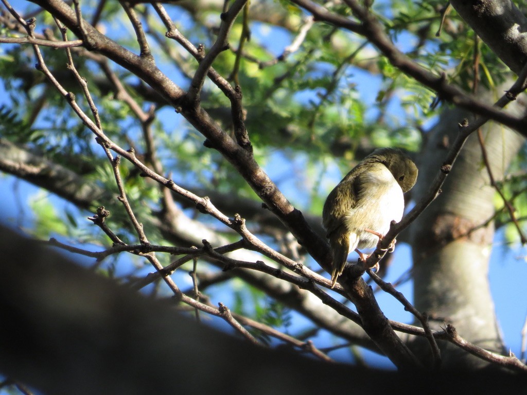 Indian Silverbill - ML638114456