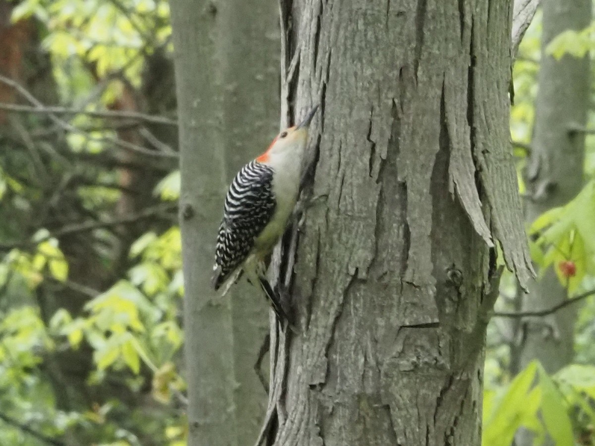 Red-bellied Woodpecker - ML638114462