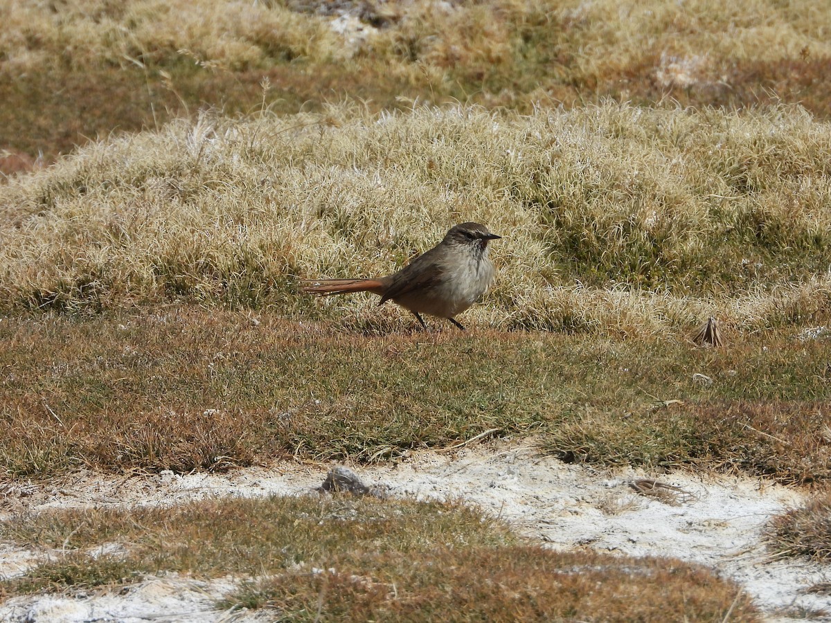 Cordilleran Canastero - ML638114463