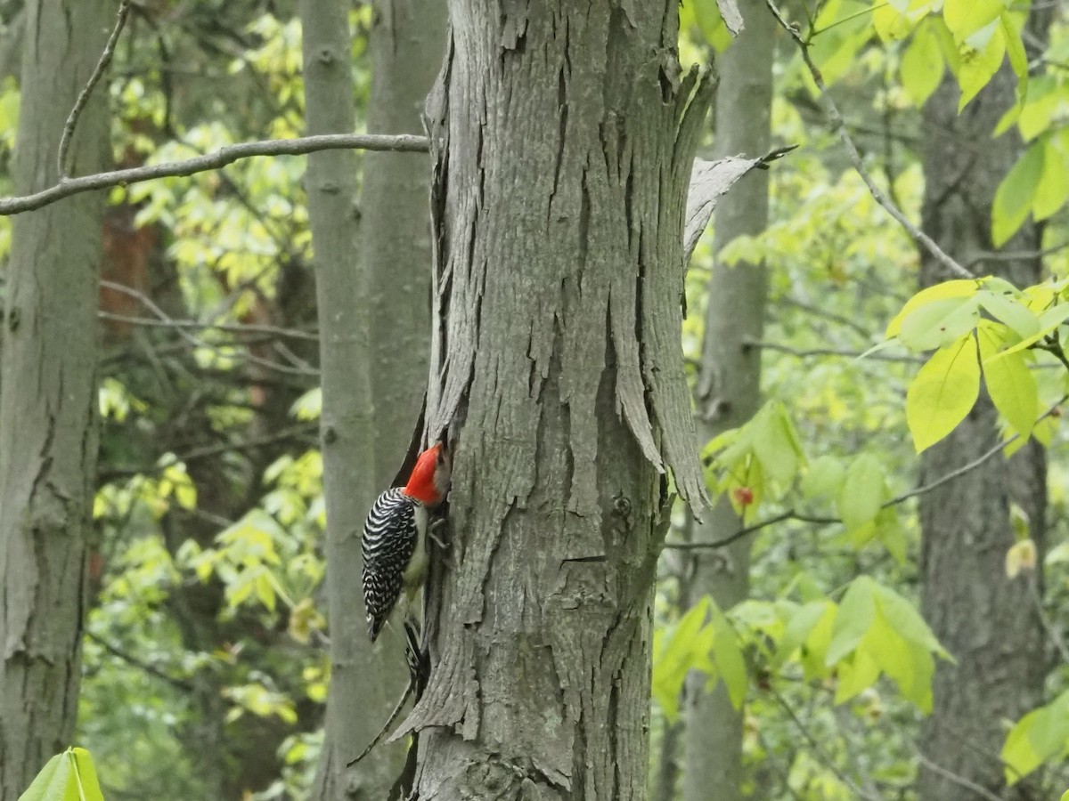 Red-bellied Woodpecker - ML638114464