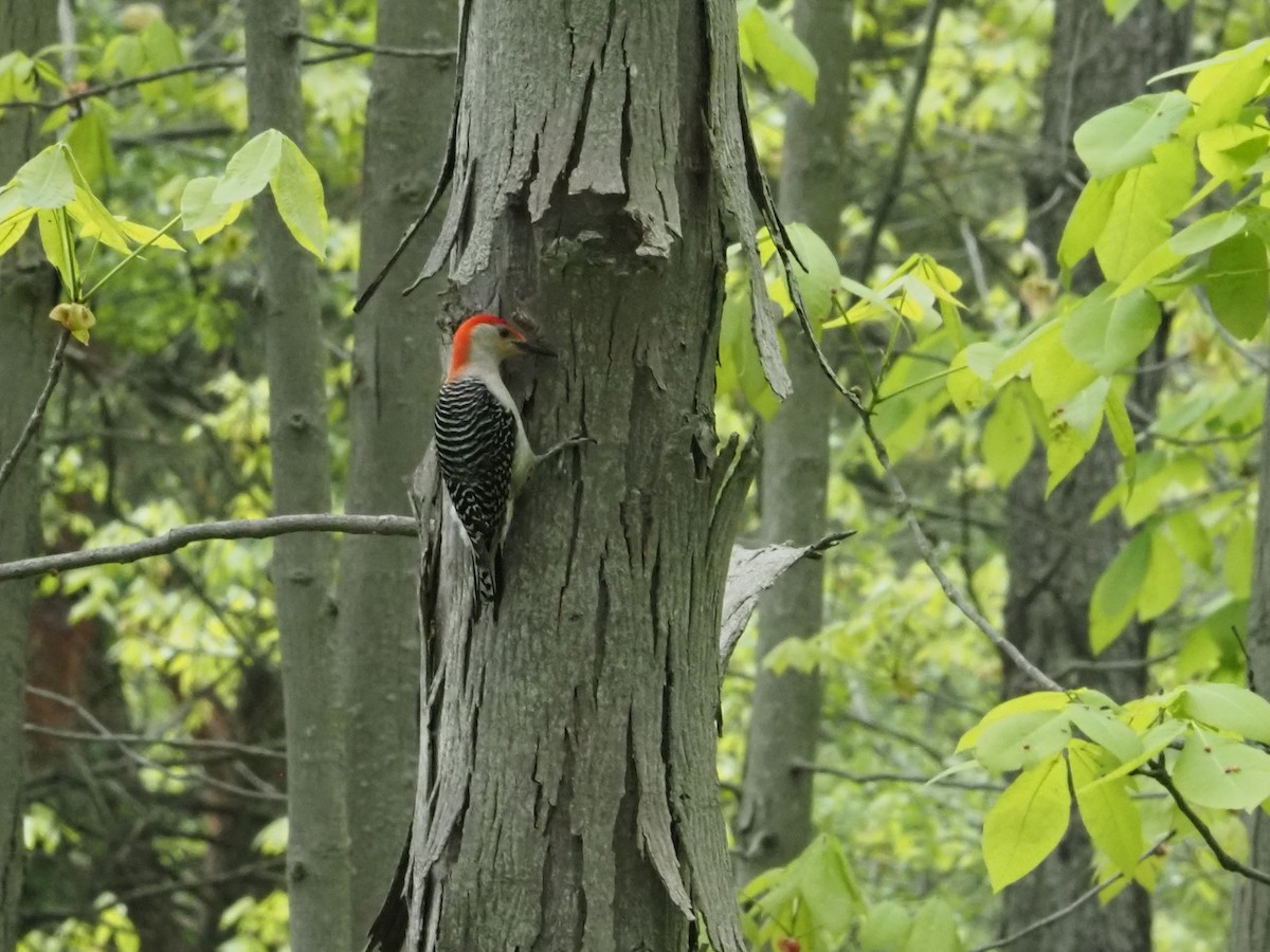 Red-bellied Woodpecker - ML638114465