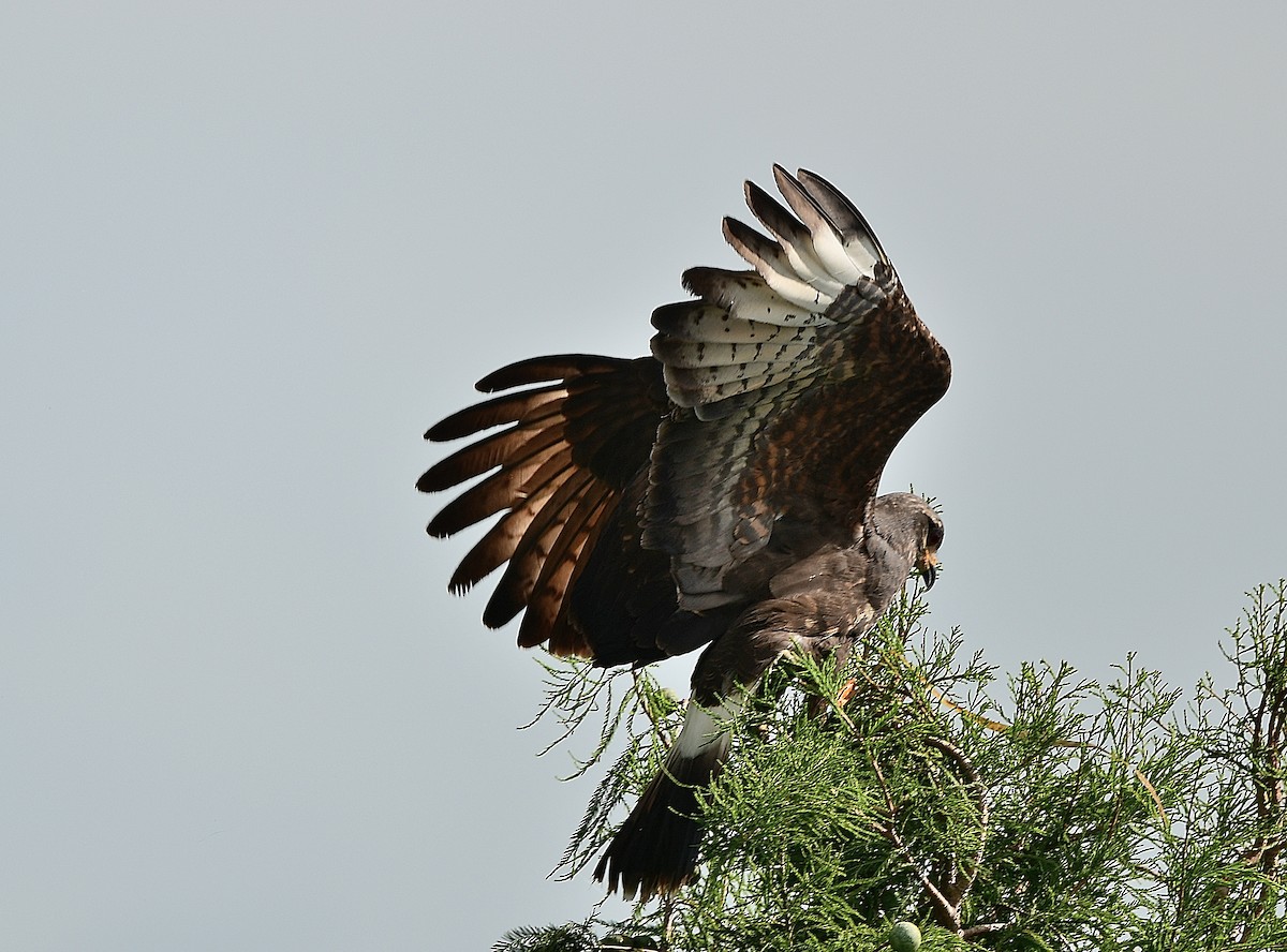 Milan des marais - ML638114470