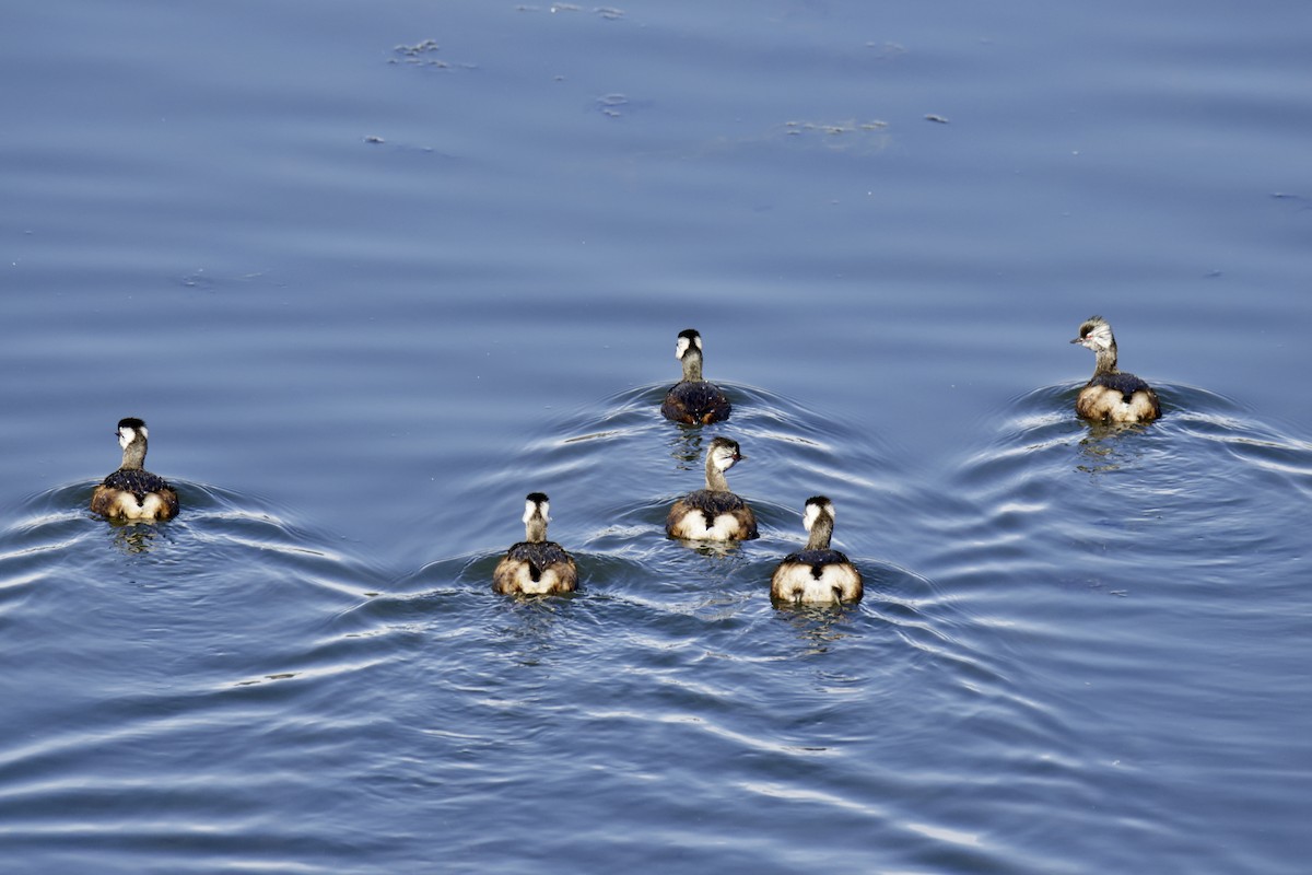 White-tufted Grebe - ML638114471