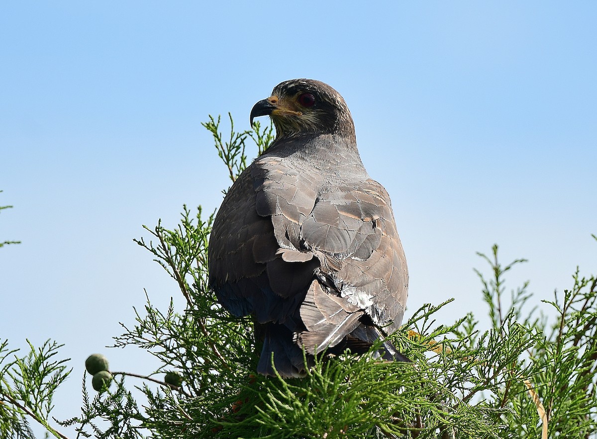 Milan des marais - ML638114473