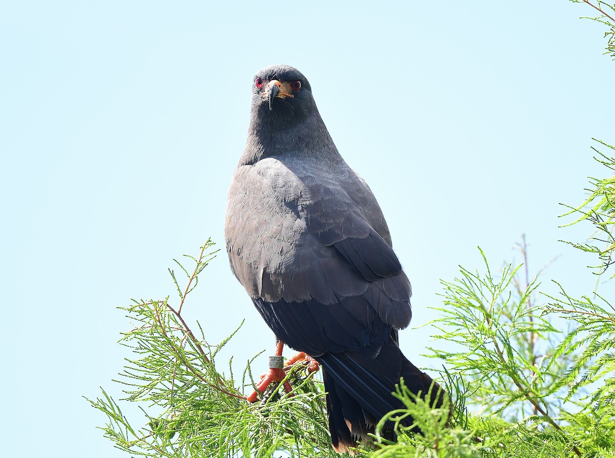 Milan des marais - ML638114475