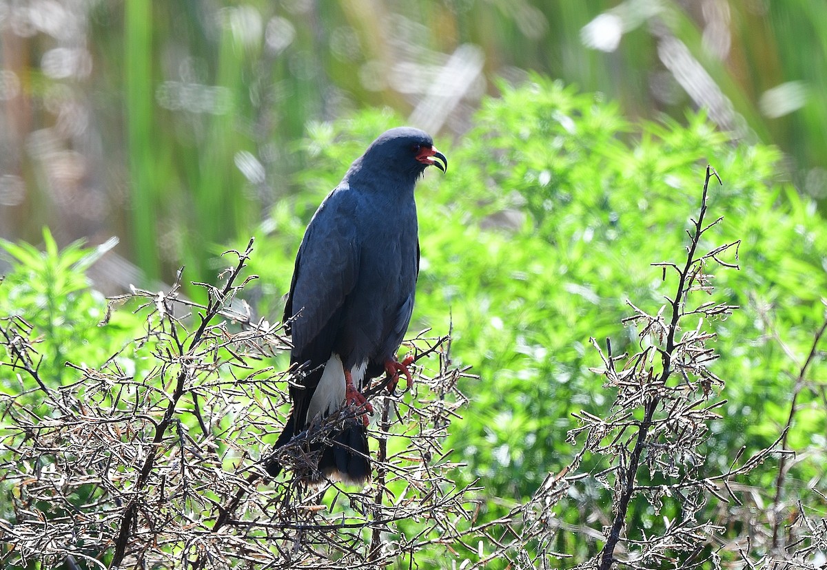 Milan des marais - ML638114477