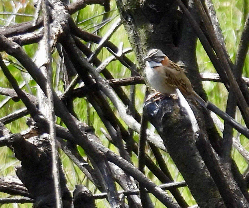 Rufous-collared Sparrow - ML638114487