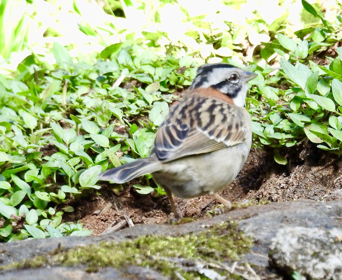 Rufous-collared Sparrow - ML638114489