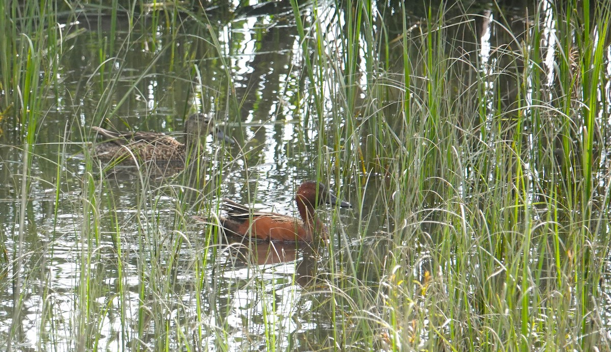 Cinnamon Teal - ML638114490