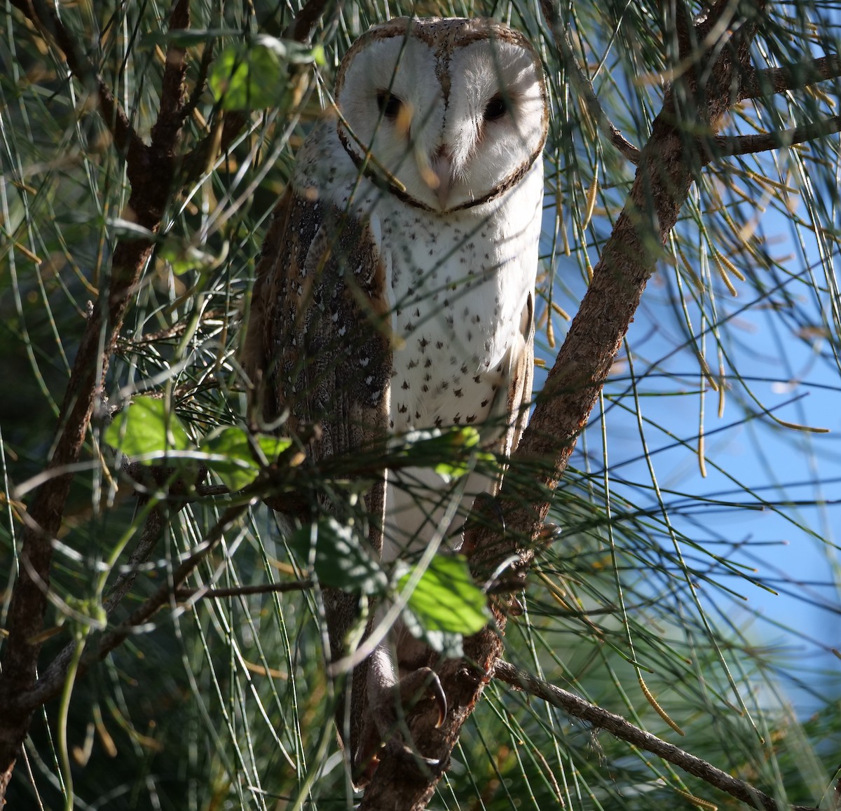 Eastern Barn Owl - ML638114497