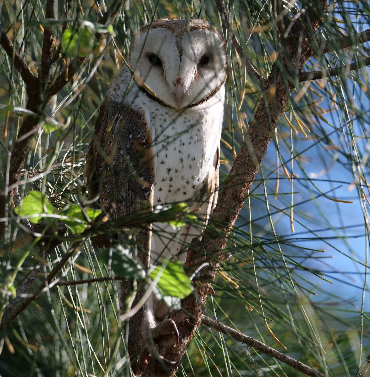 Eastern Barn Owl - ML638114498