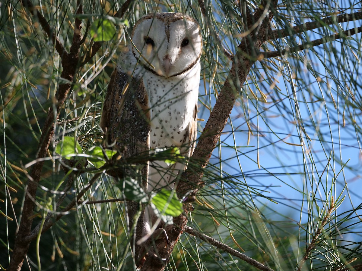 Eastern Barn Owl - ML638114499