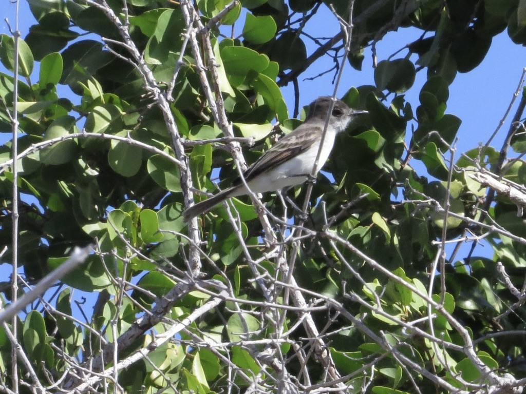Puerto Rican Flycatcher - ML638114502