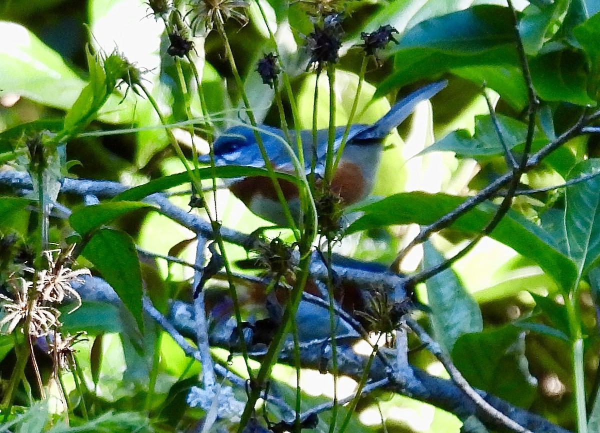 Bay-chested Warbling Finch - ML638114505