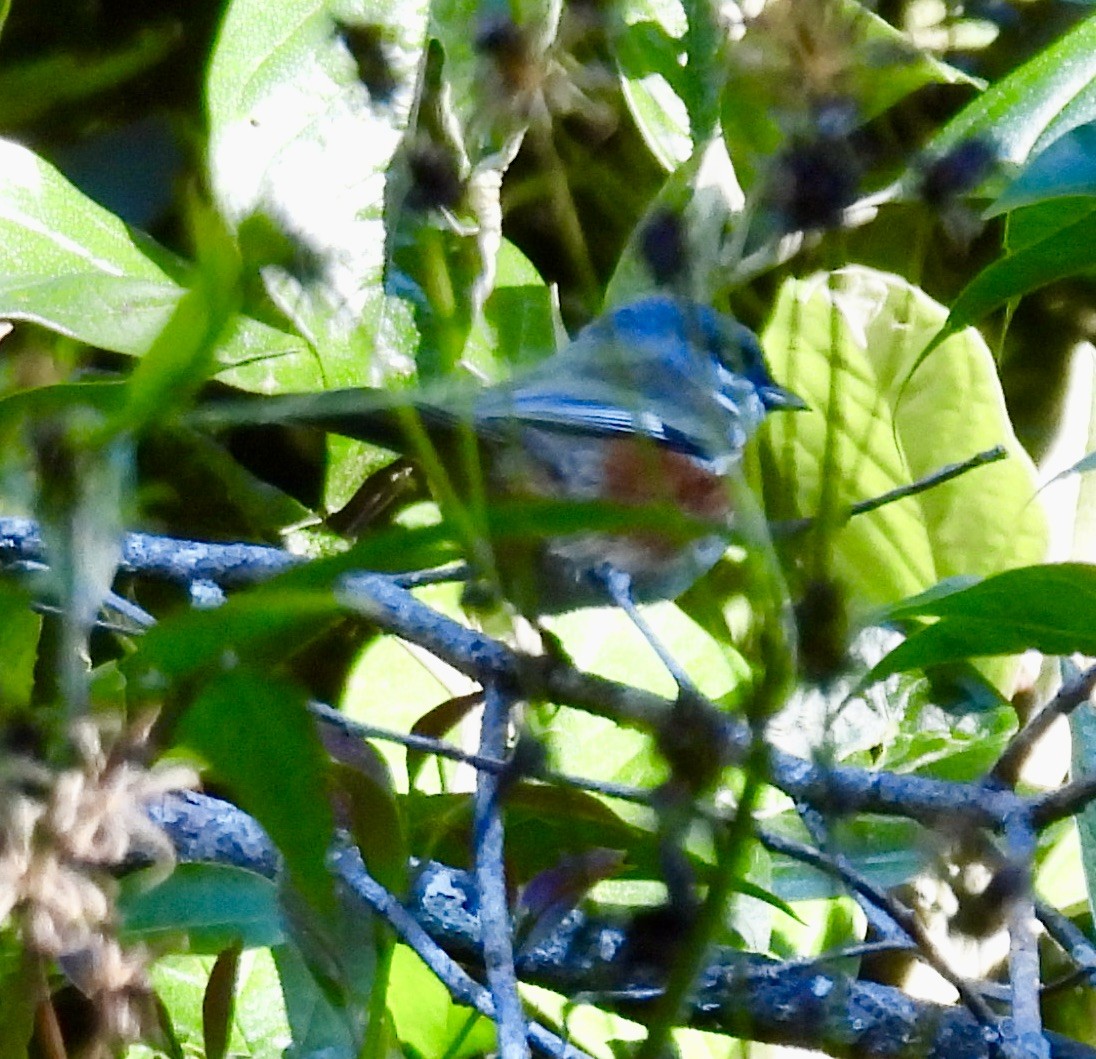 Bay-chested Warbling Finch - ML638114506