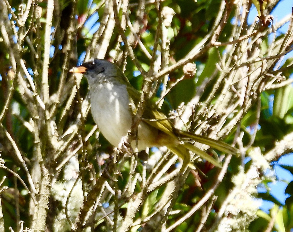 Great Pampa-Finch - ML638114512