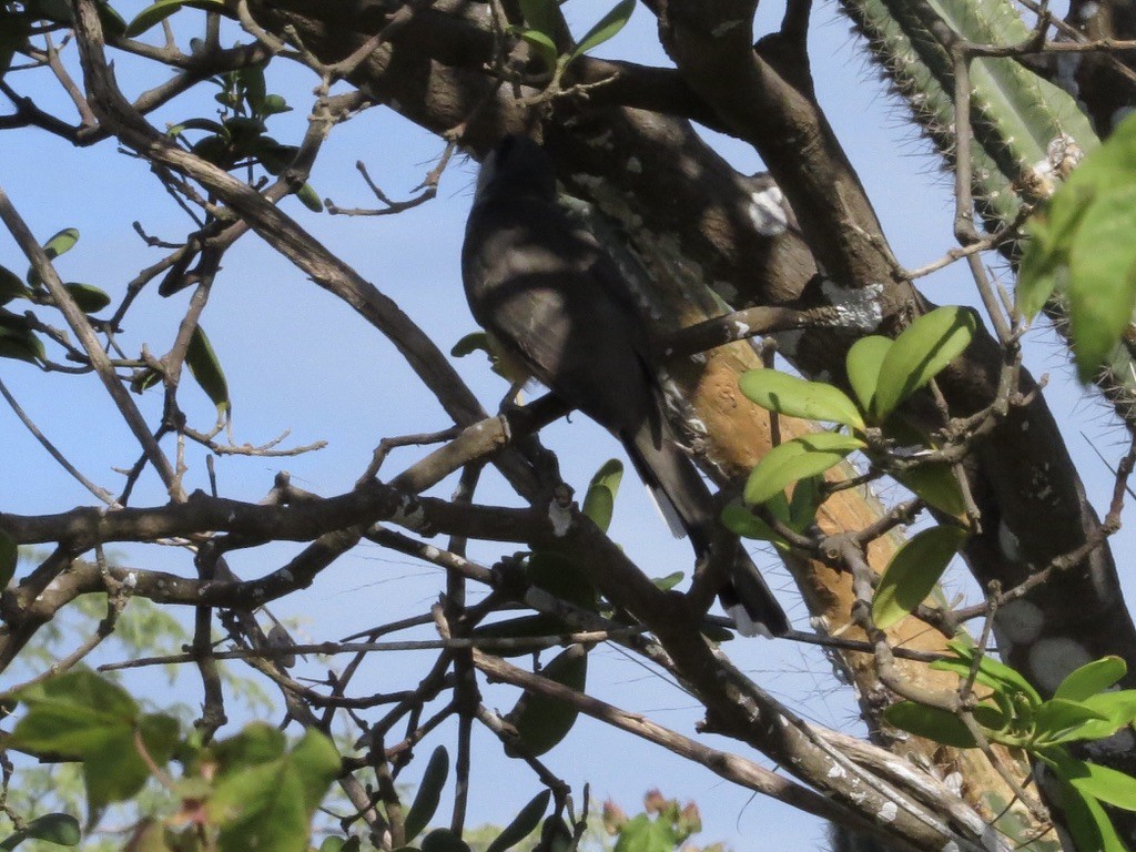 Mangrove Cuckoo - ML638114517
