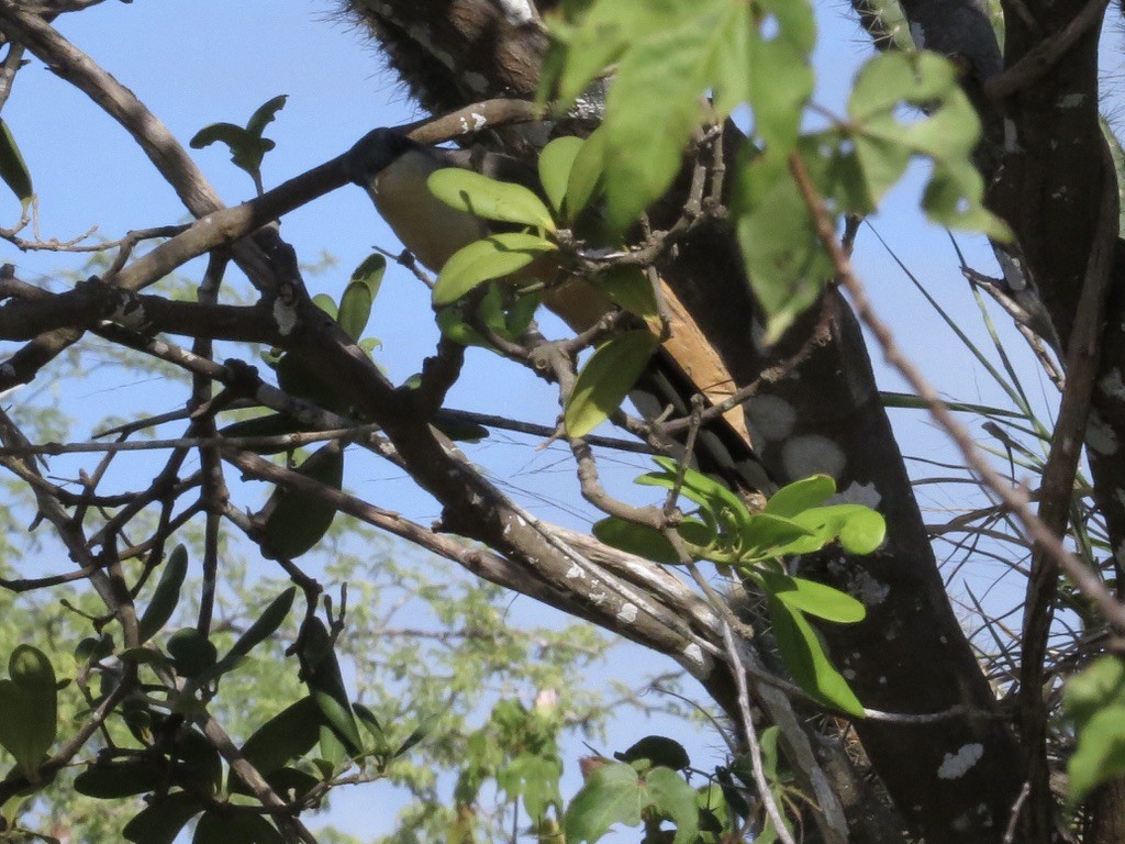 Mangrove Cuckoo - ML638114518