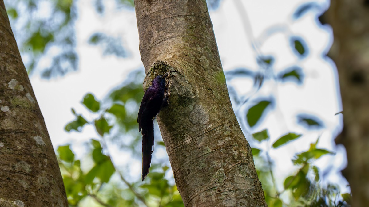Common Scimitarbill - ML638114530