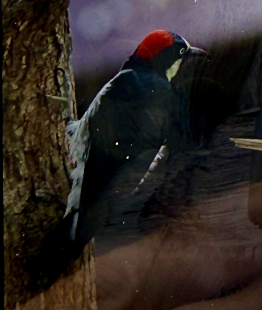 Acorn Woodpecker - ML638114536